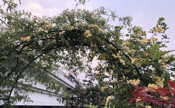 说说家装那点事儿|庭院养花，木香花是首选，花期开放时间长，春夏季节不招虫