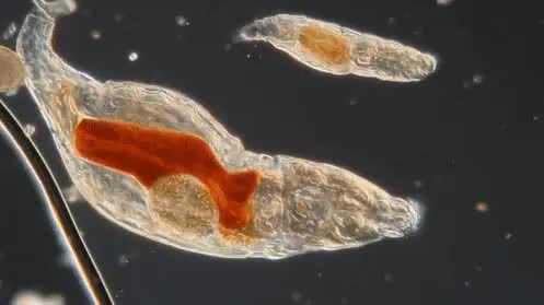 恐龙 恐龙血细胞，6个在冰下发现的神秘物品，轻松改变你三观！