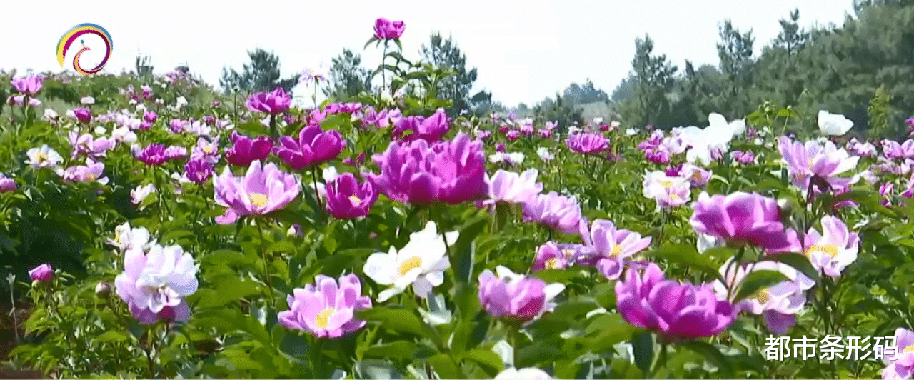 都市条形码 最美人间四月天 来梁王山赏牡丹芍药