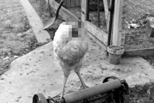 鳄鱼 4件最不可能却真实存在的事,无头的鸡、半张嘴的鳄鱼!