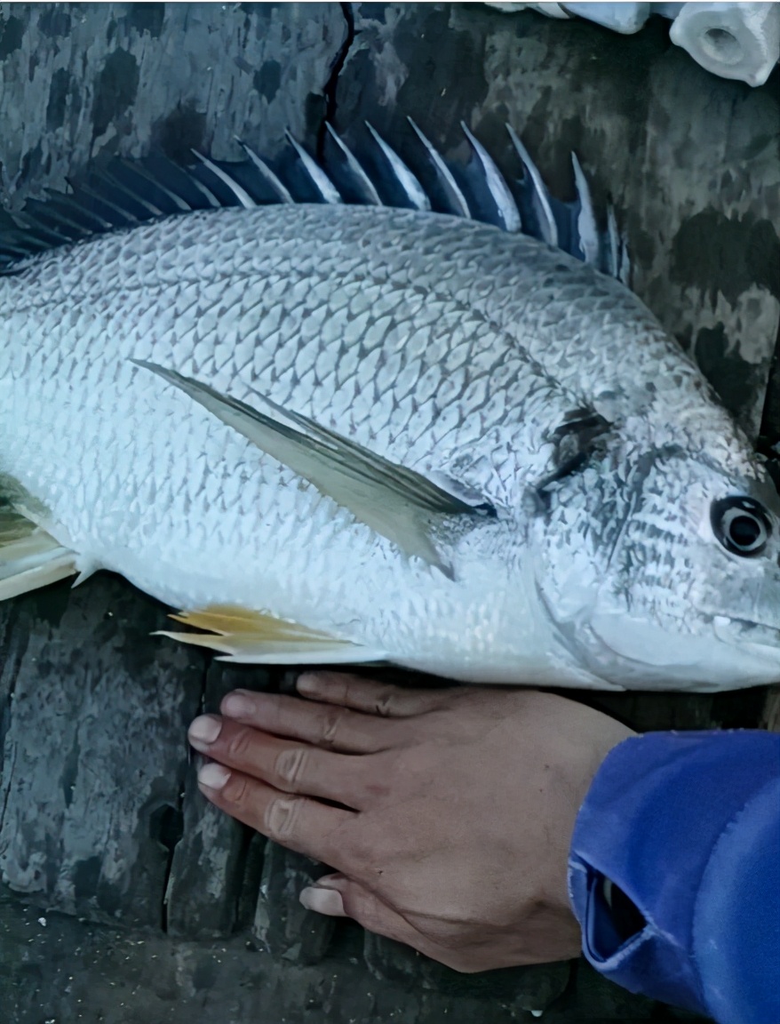 |有钱不买菜，钓具买得快，孤身钓一夜，平时不勤快，钓鱼跑得快