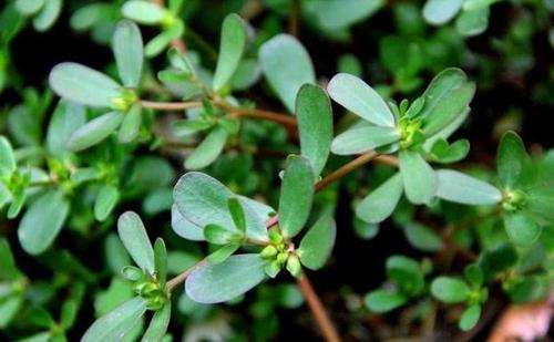 痔疮|痔疮瘙痒难忍怎么办？老中医分享一个“痔疮古方”30天痔疮彻底消失