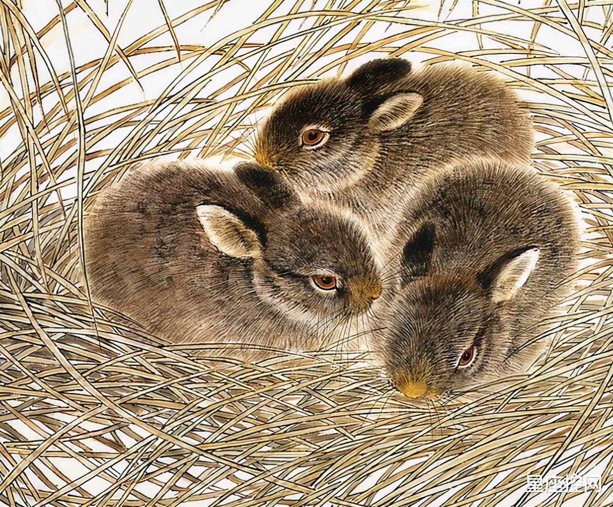 星座控网|四个生肖从不隐藏实力，该出手时就出手，前途掌握在自己手中