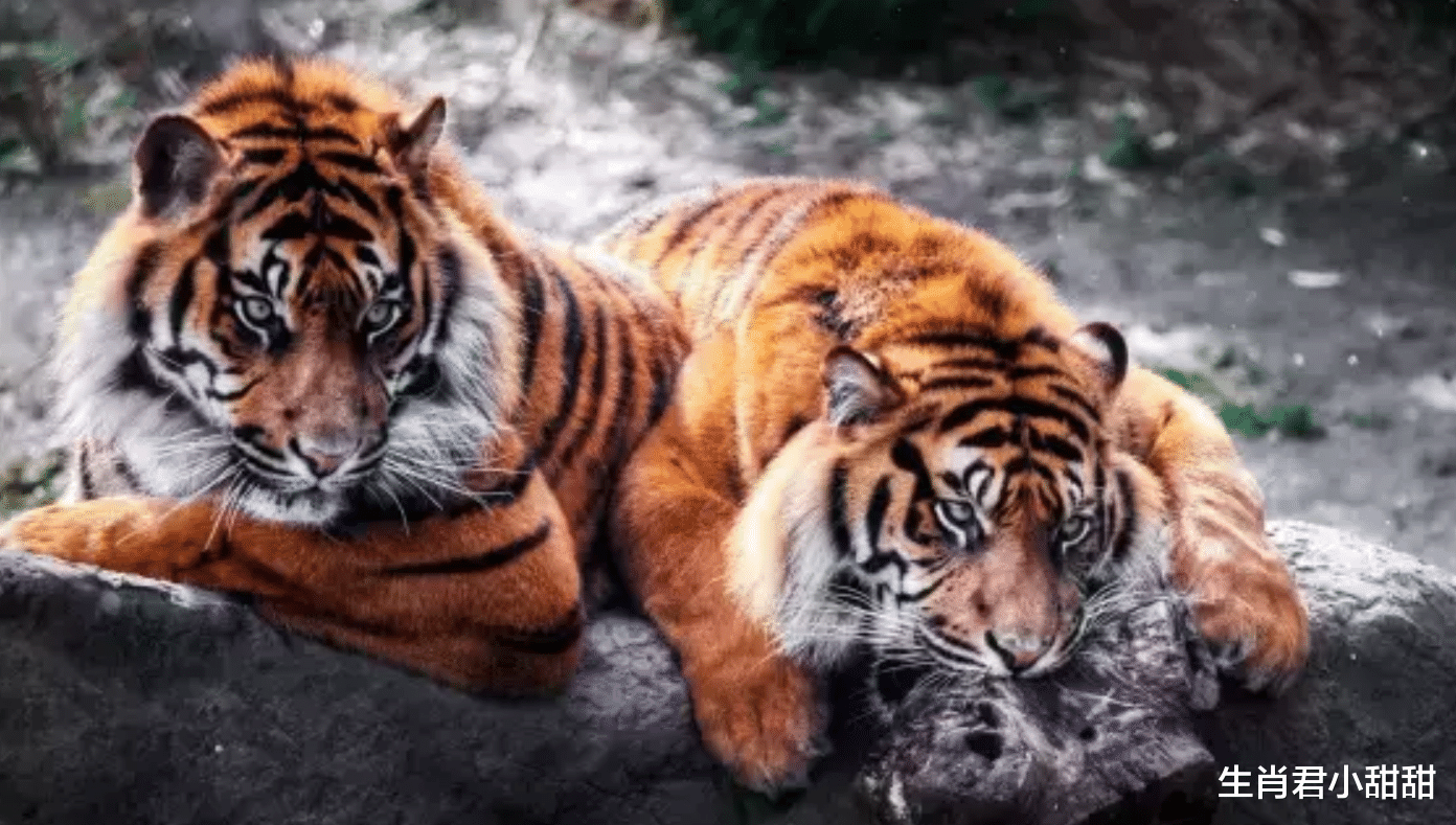 |遇到糟心事很正常，调整心态积极应对才明智，属虎人就深知这一点