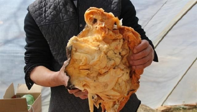 百哥曰|价值百万！太岁究竟是什么，不属于任何生命形式的“怪肉”？