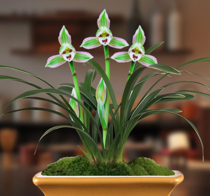 雅茗花坊|你的阳台还有地方吗？养一盆“双色”四季兰吧，高雅又大气