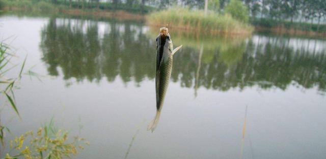 洞庭湖|洞庭湖出现神奇的一幕，上万条野生鱼聚集在一起，为啥没人敢捞？