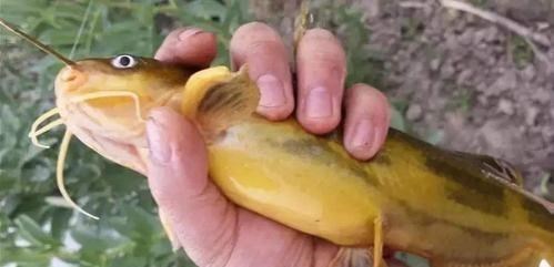 冰研未来 从钱塘江江豚被“刺杀”，牵扯出汪刺鱼“怪异”的武器！