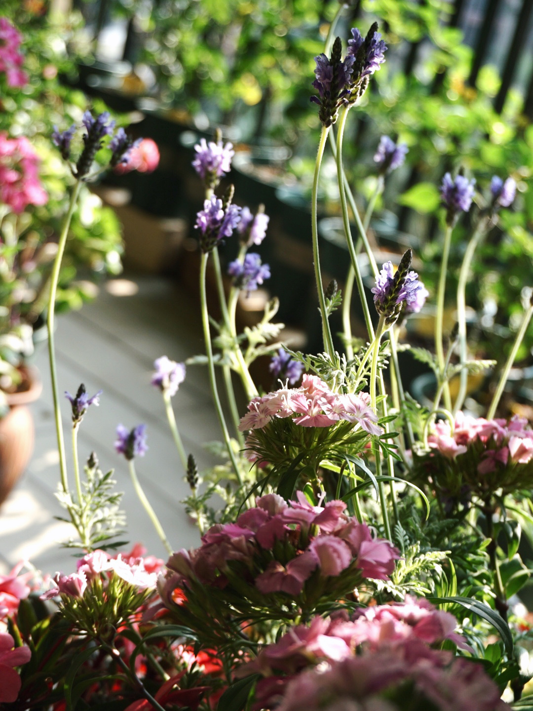 12㎡小阳台“造花园”,光照不足2小时的阳台,也能美成仙境!