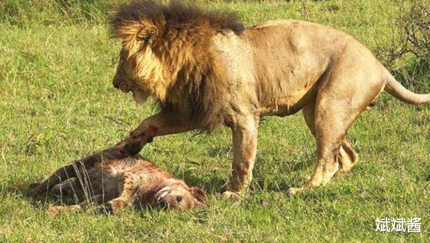 斌斌酱|鬣狗经常骚扰狮群，为何狮子不喜欢吃鬣狗？真相让人很意外。