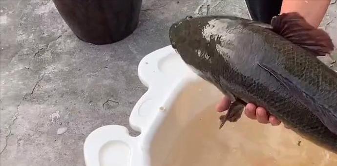 广东省|1.1米长27斤重，广东一男子野钓收获巨型大黑鱼，网友：颠覆认知