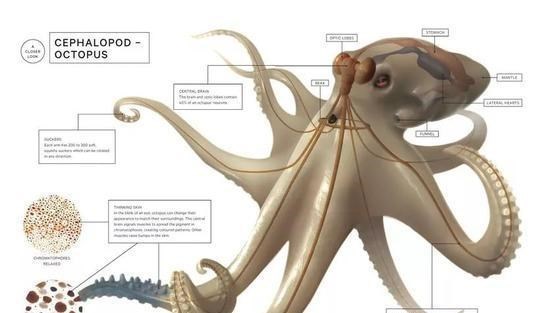 双猎|章鱼9个大脑能编辑基因，智商高到无法理解，为啥没发展出文明？