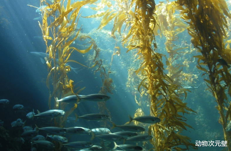  一物降一物，海洋生物之间的天敌，相克有多不讲道理？