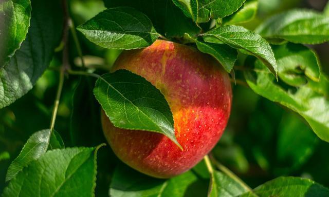 衰老|不想被叫“黄脸婆”?不妨常吃5种“女人果”,或能美容养颜