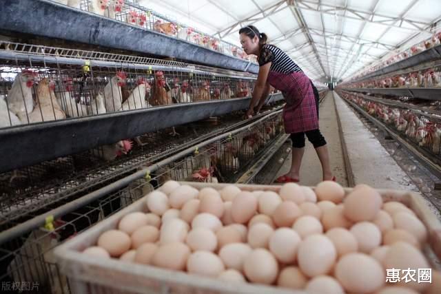 肉蛋集體“撲街”：蛋價跌到警戒線，草魚跌超2元，羊價跌破15-圖2