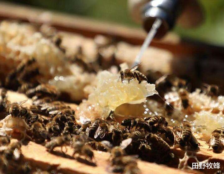 田野牧蜂|野生蜂巢蜜有寄生虫吗? 蜂巢生虫是咋回事?