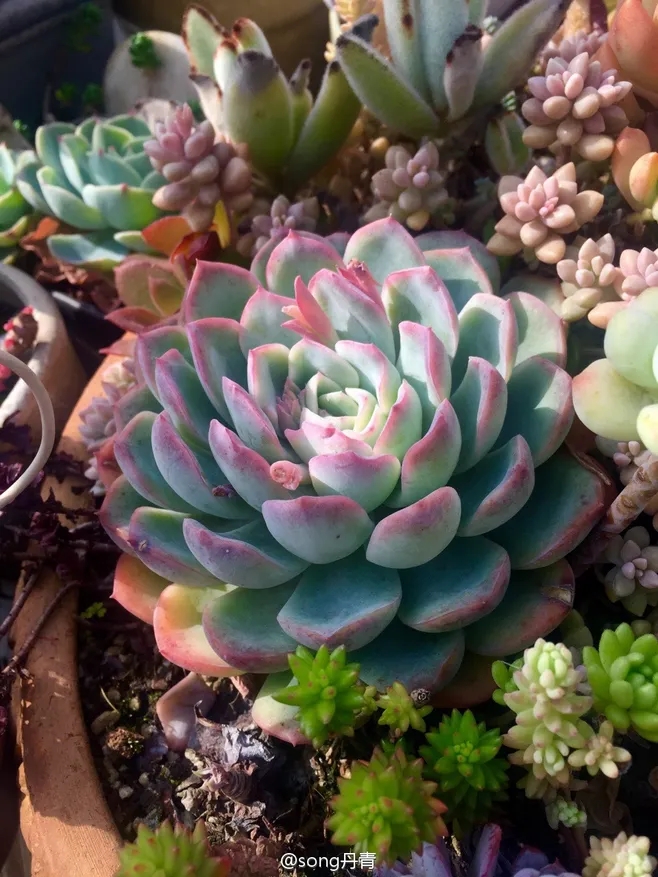 一楼120㎡庭院，5万元装修成花园，种花种草享受静谧时光，太美了