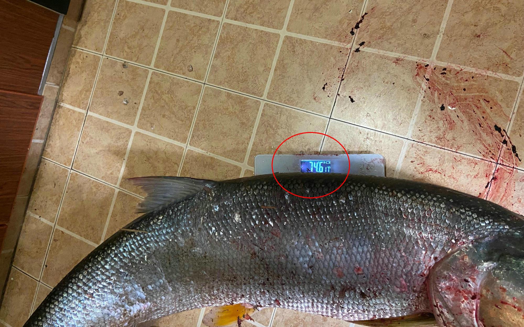 老虎|湖南钓友钓到1.5米\水老虎之王\, 假如你钓到70多斤大鱤鱼咋处理?