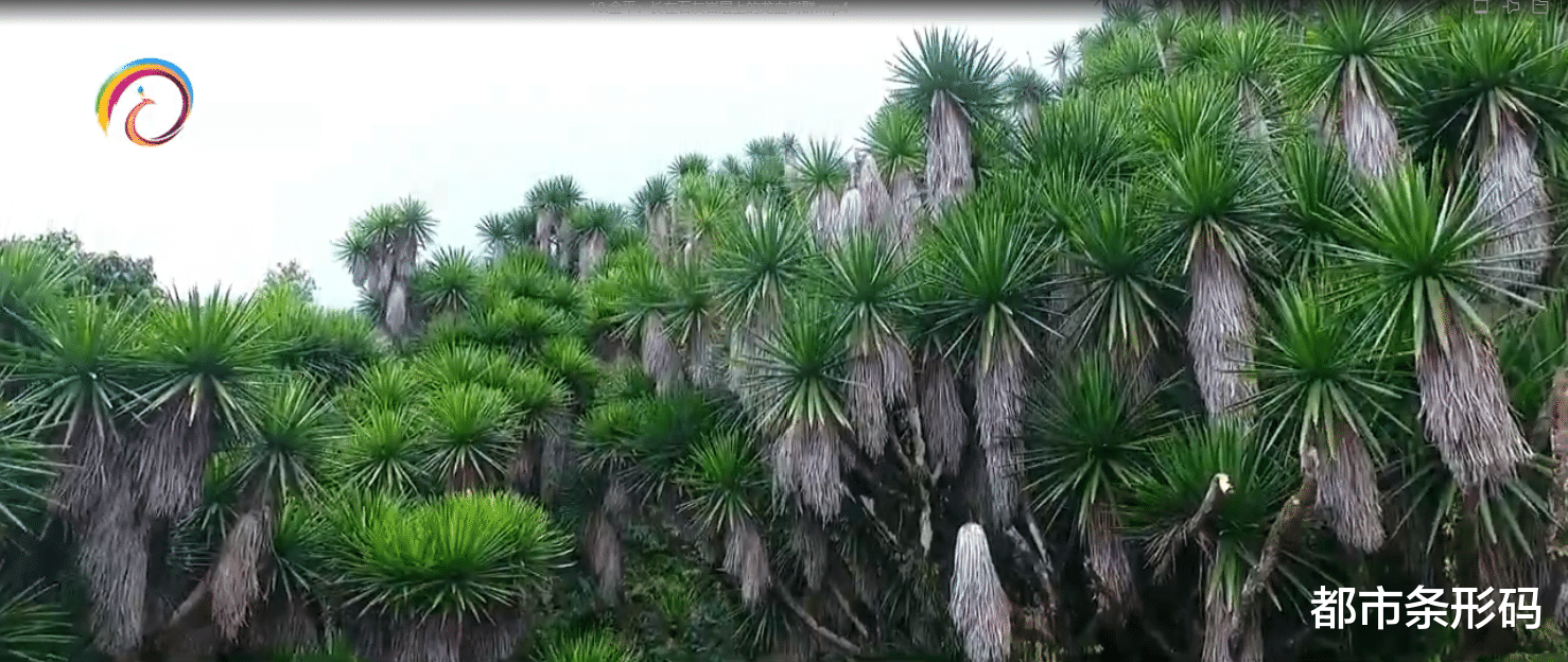 石灰岩 约500亩！长在石灰岩层上的龙血树群