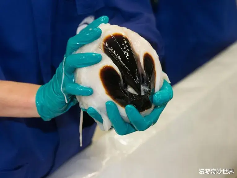 大自然最真实、残酷的一面,看完觉得做人真好!