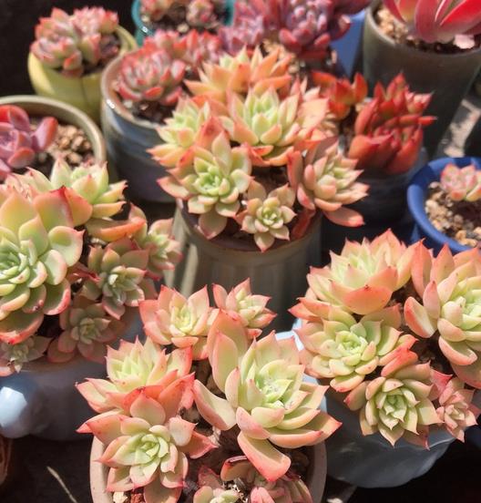 植萌|就喜欢三色堇，数量是越养越多，颜色也是越来越艳丽