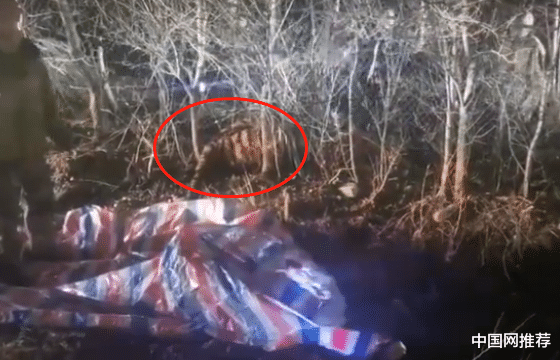 中国网推荐 最新!进村东北虎被控制,已从麻醉中苏醒,将被提取基因判断来源