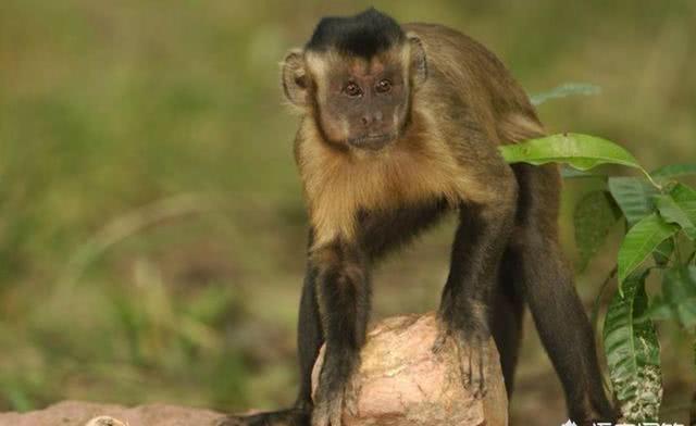 石器时代 巴拿马猴已经进入石器时代，它们未来会威胁到人类吗？