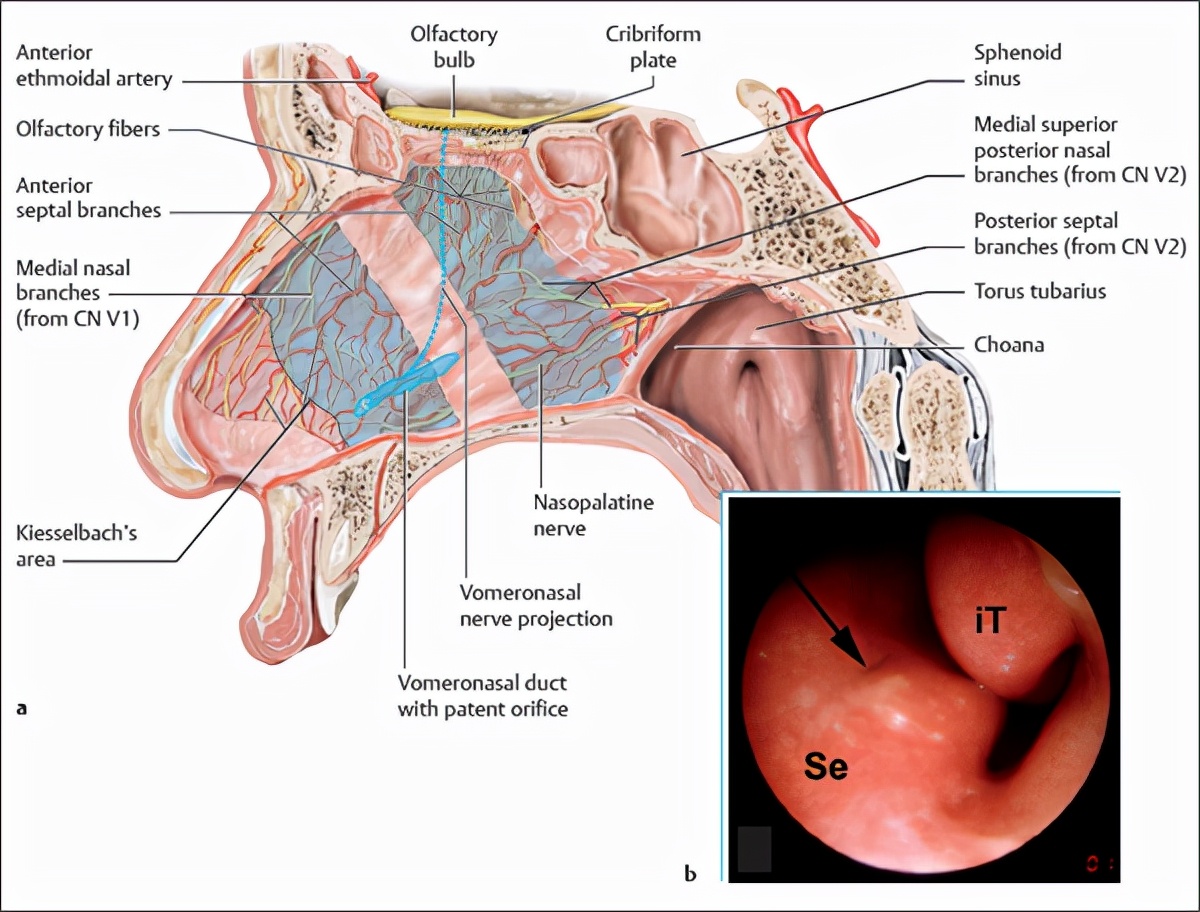 费洛|为何女性身上会有香味?喜欢一个人就能闻到她的体香,是真的吗?