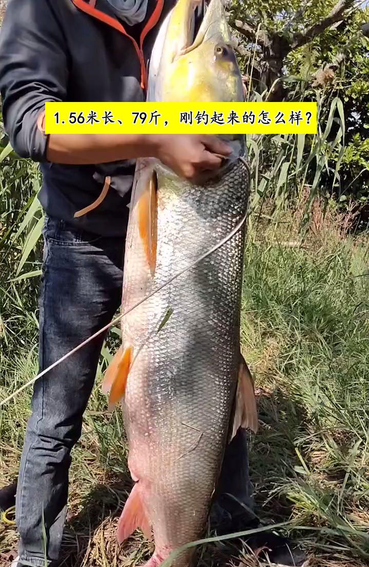 罗非鱼|79斤淡水之王不敌一鱼镖？江苏网友晒出巨型鱤鱼，疑似是鱼镖所打