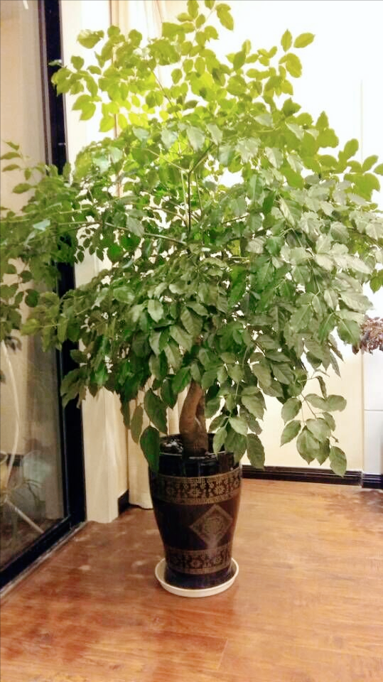 客厅|8种“招财树”,养在客厅里,高大笔挺,威武又气派,招财又旺宅