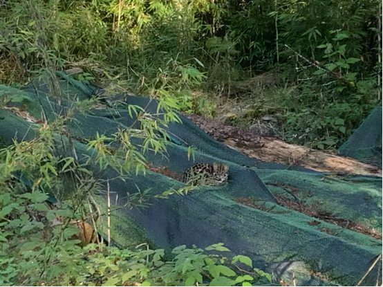 豹猫 猫也成了保护动物？瓦屋山首现豹猫，不少小鸟毁在它嘴里