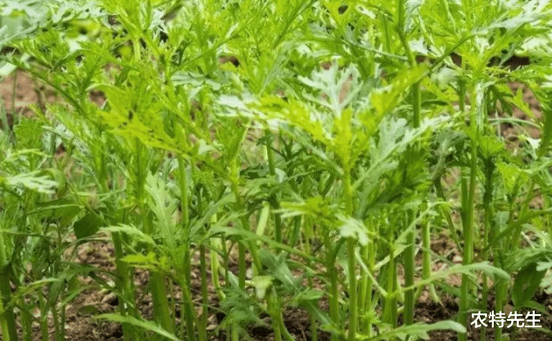 张娜拉|秋天这菜不懂吃太可惜，女人吃了减肥，对男人戒烟大有好处