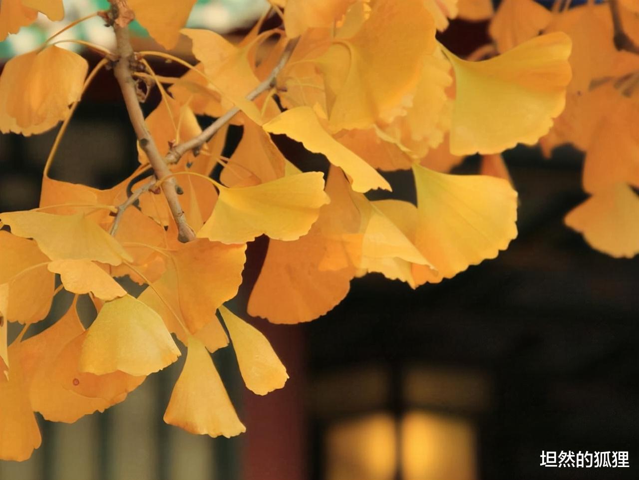 坦然的狐狸|携一抹秋色，与你相伴，岁月安暖