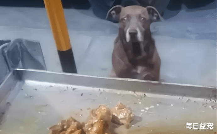 流浪狗 烤肉店老板给流浪狗做了顿饭，竟在狗圈出名了，神奇般扭亏为盈
