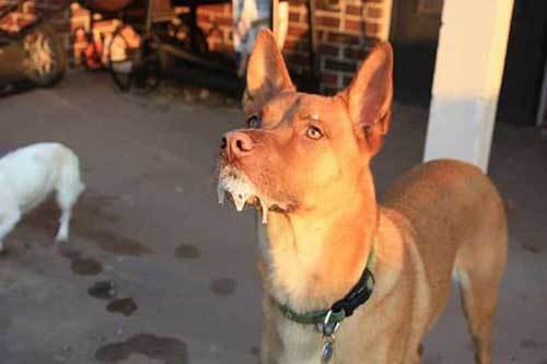 狂犬病 轻轻咬一口，发病就是死亡，为什么我们无法攻克狂犬病？