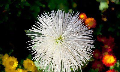 城东李公子说|2022年一到，运势一路高歌，财运势如破竹，横财马上到，家大业大