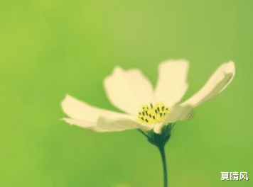 夏晴风|张爱玲:男人彻底懂一个女人之后,是不会爱的