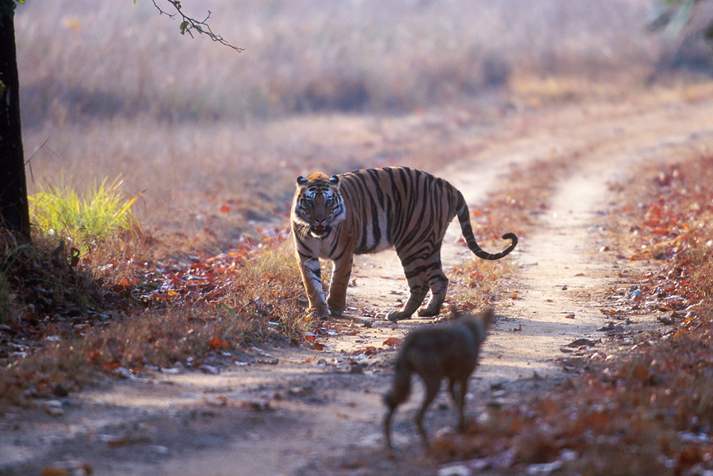 基因 狼群是老虎的天敌吗?从俄罗斯的情况来看,恰恰相反