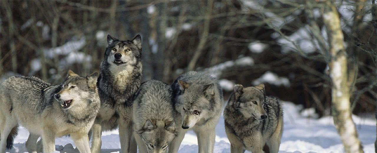 卫星 虎鲸VS北极熊，谁才是北极最强的顶尖掠食者？