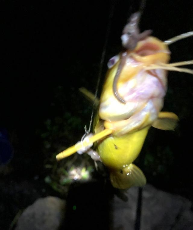 黄骨鱼|揭阳河道黄辣丁泛滥，钓鱼人：又大又肥，最大的半斤多