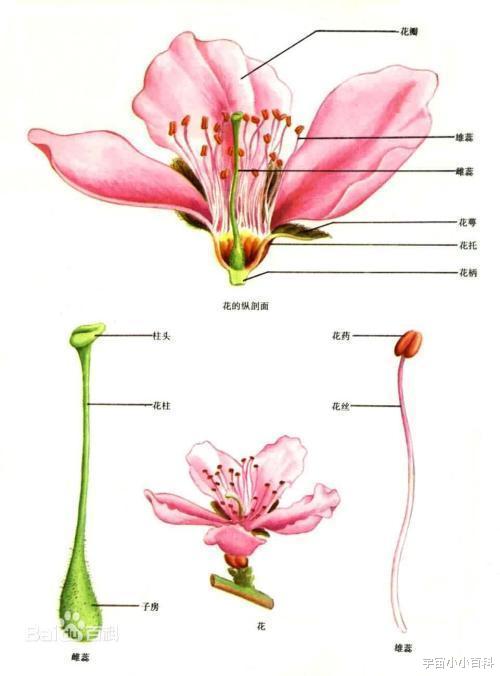 植物花朵的奇怪之处,从“小不点”到“巨人”!