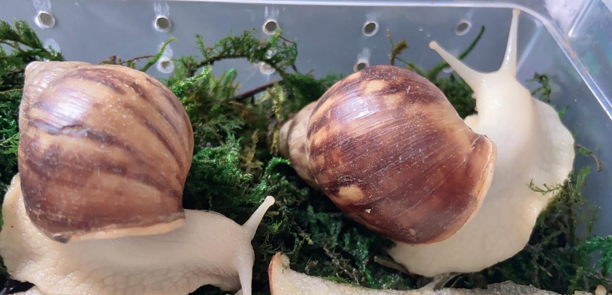 种上阳台|孩子回到家，看到家中来的新朋友“三只小蜗牛”！