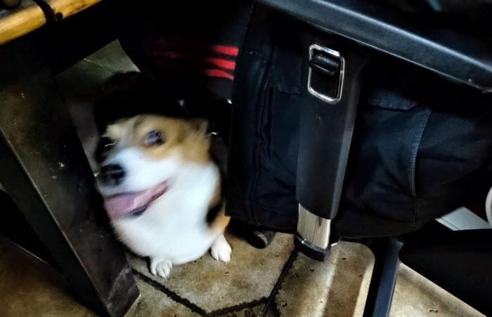 网吧|魔兽怀旧服：碧玉神级网吧猎人！打着全通遛着狗，切屏双开CSGO！