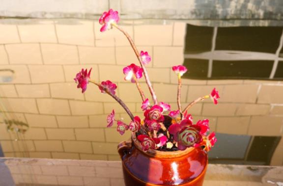 短发|难怪别人的薄化妆出状态这么红，原来都是长期露养，晒出来的