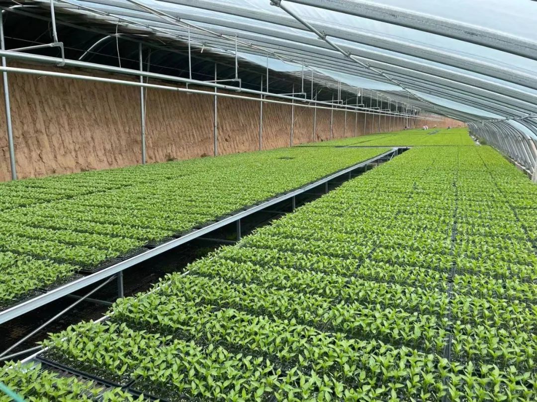 灵武市融媒体中心 种植大棚里的实践课堂，有知识更有价值