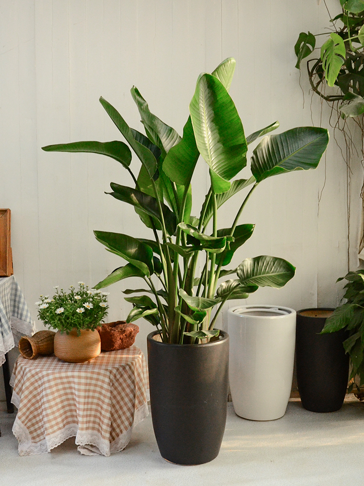 天堂鸟|小阳台花园设计案例分享,美观实用让你一眼就爱上,赶紧get起来