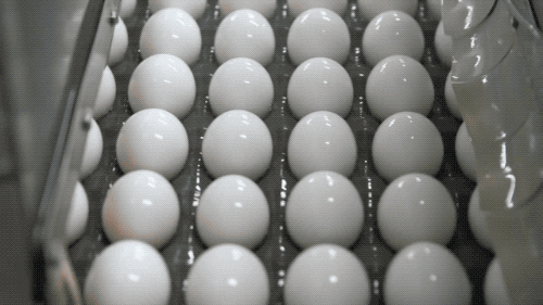 鸡蛋|为什么超市里买的鸡蛋上都没有鸡屎？