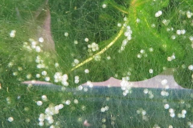 |夏季钓鱼，为啥大鲫鱼很少？大板鲫去哪了？