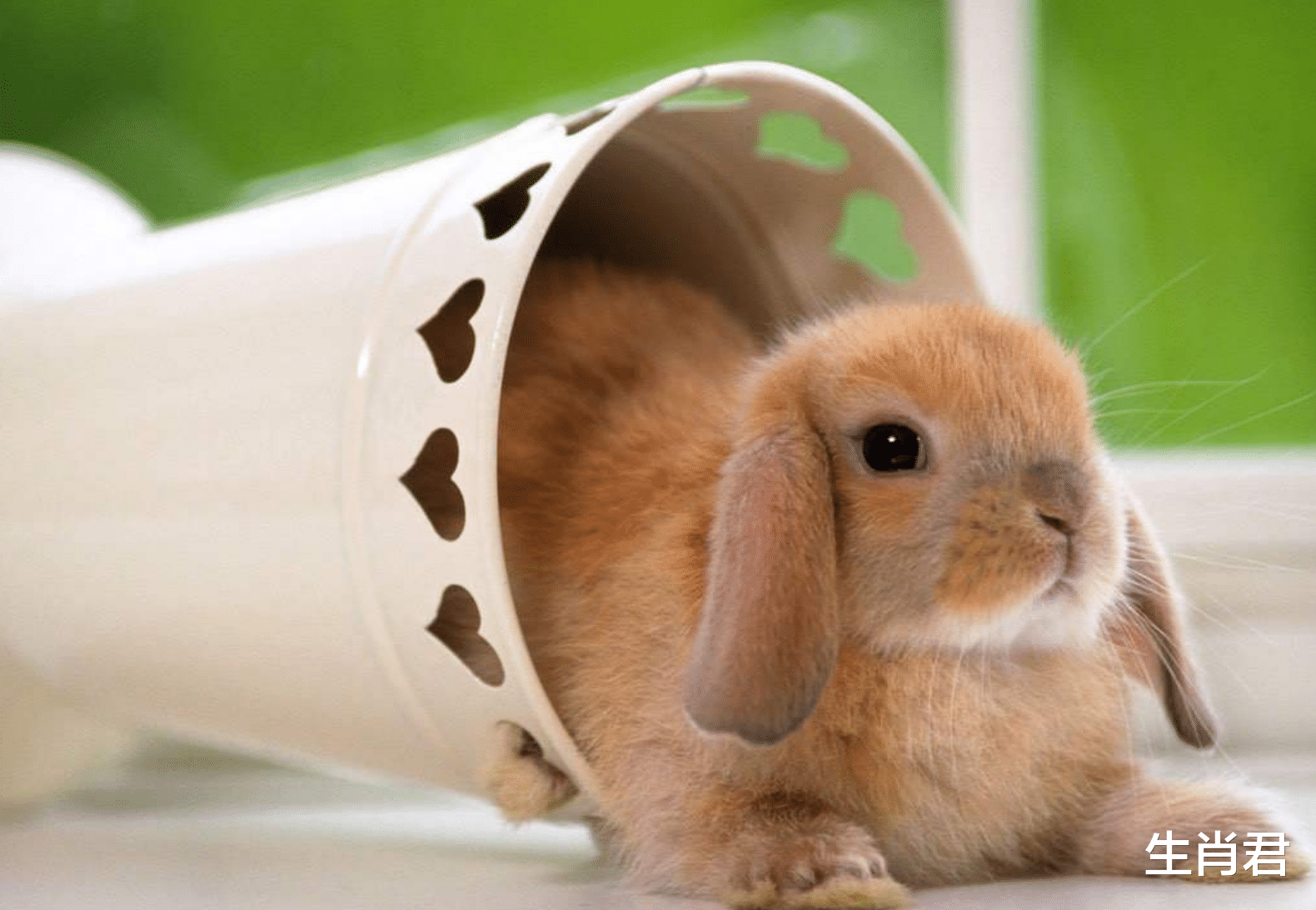 属兔|贵人助力属兔人手握接力棒，事业扭转乾坤，职场遇大转折