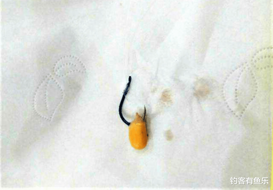 |夏天用玉米钓大鱼有技巧，用对爆护，用错则空军